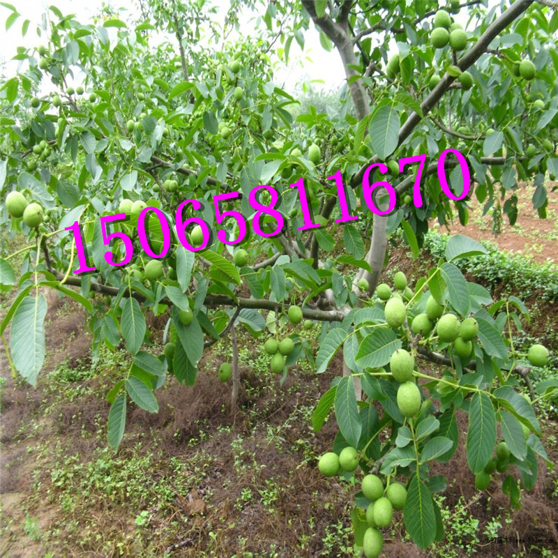 碧根果苗多少錢一棵 全國包郵
