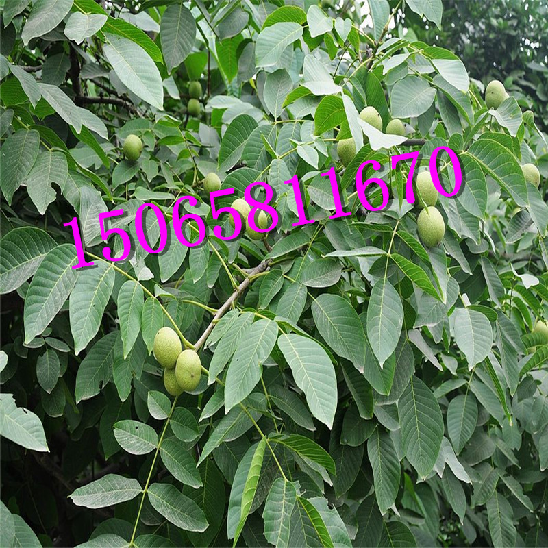 碧根果苗多少錢一棵 全國包郵