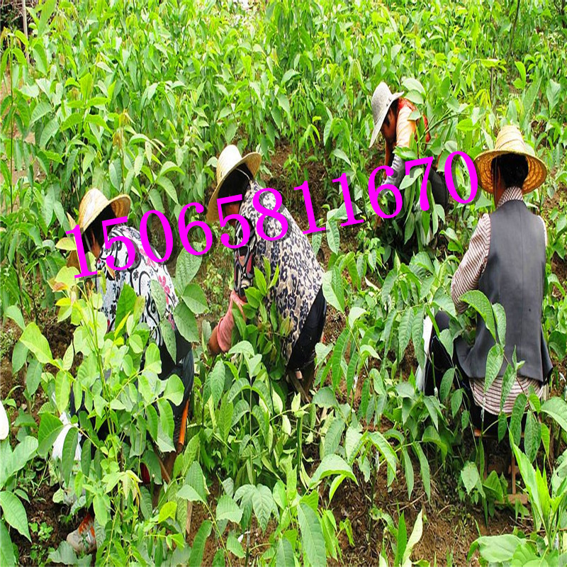 碧根果苗多少錢(qián)一棵 現(xiàn)貨新品種
