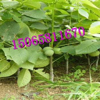 碧根果苗多少錢一棵送種植技術(shù)光盤