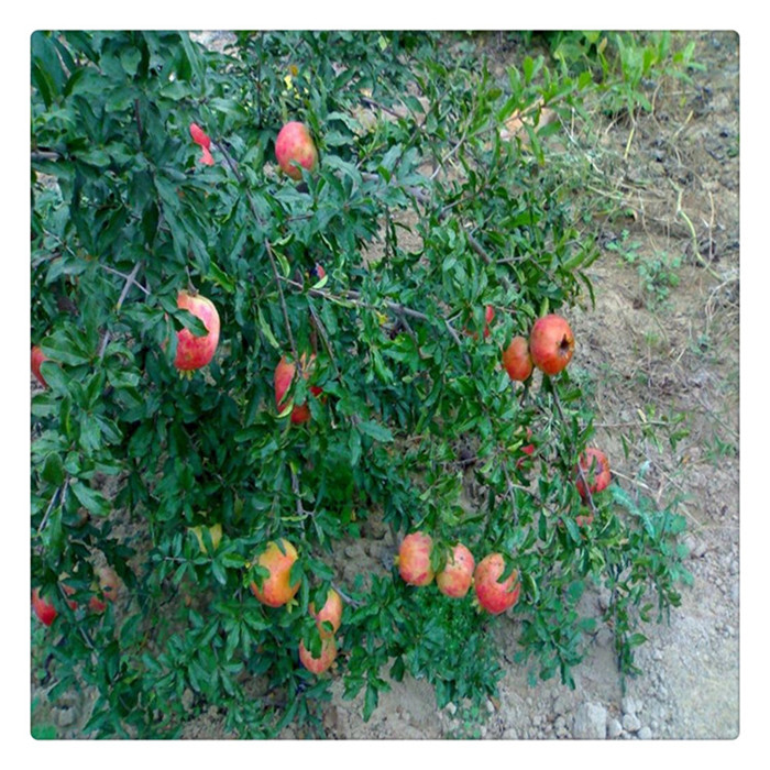 石榴苗多少錢一棵 提供種植技術(shù)