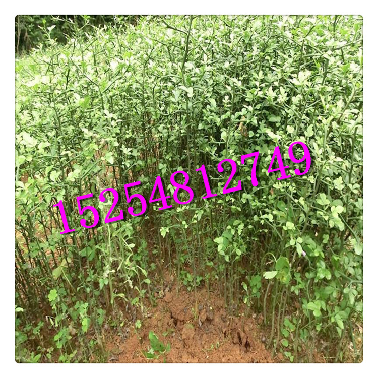 2019枸橘苗的新價(jià)格 泰安枸橘苗價(jià)格  品質(zhì)優(yōu)良