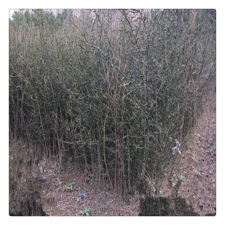 枸橘苗 嫁接枸橘苗批發(fā) 積殼苗 綠籬苗  量大優(yōu)惠中