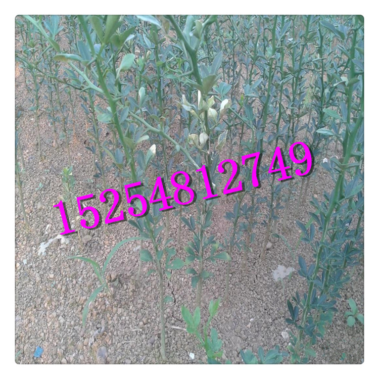 現(xiàn)貨銷售枸橘苗 耐旱耐寒枸橘苗  提供種植技術(shù)