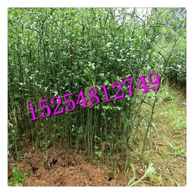 批發(fā)枸橘種子 枳殼種子 價格優(yōu)惠  規(guī)格