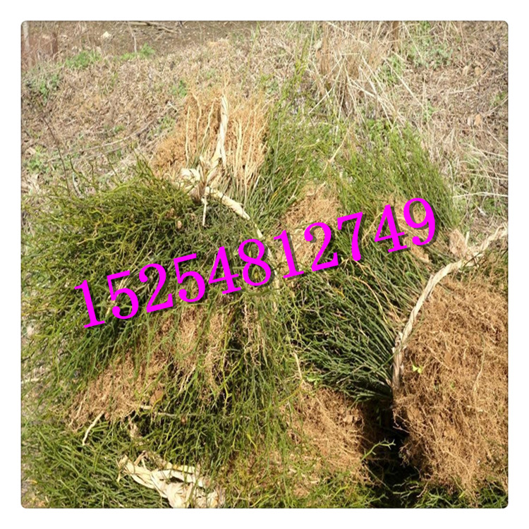 供應枸橘小苗 圍籬笆用的枸橘小苗  菜園綠籬苗