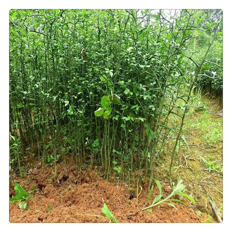 基地培育枸橘樹苗 無病蟲害  量大優(yōu)惠中
