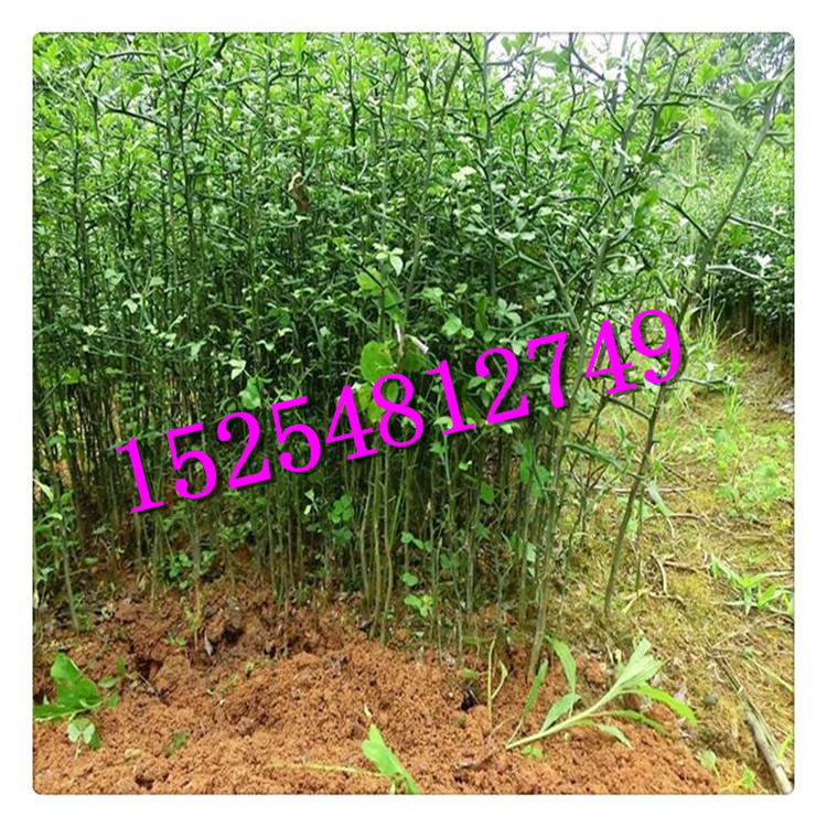 枸橘苗 嫁接枸橘苗批發(fā) 積殼苗 綠籬苗  快遞包郵