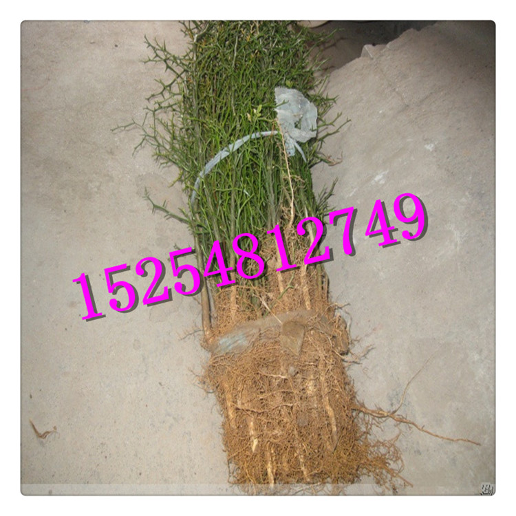 枸橘苗 基地批發(fā)各種規(guī)格綠化苗  新品種高成活