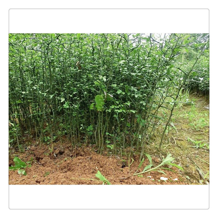 基地現(xiàn)貨供應(yīng)枳殼苗 山東枸橘苗 臭橘樹苗  現(xiàn)挖現(xiàn)賣