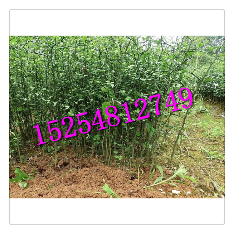 供應(yīng)枸橘苗 60公分以上枸橘苗 枸橘苗價(jià)格  全國包郵
