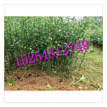 枸橘苗基地批發(fā)各種規(guī)格綠化苗包運(yùn)費(fèi)