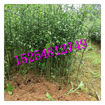 枳殼枸橘苗枳殼苗嫁接沙塘蜜桔枳殼苗提供種植技術