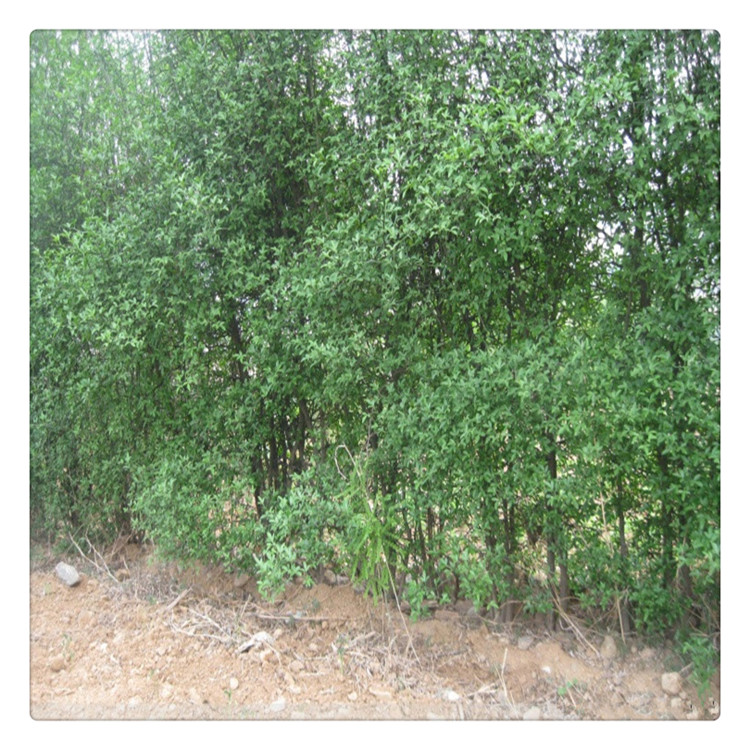 批發(fā)枸橘苗 圍墻用枸橘苗 枝葉茂密  送技術(shù)指導(dǎo)