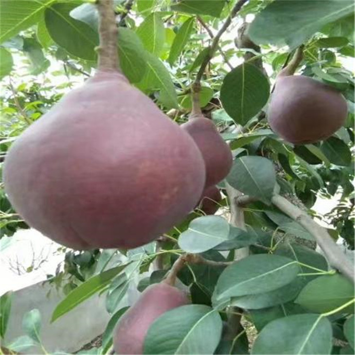 苗圃各種規(guī)格占地梨樹苗 嫁接梨樹苗   快遞包郵可盆栽