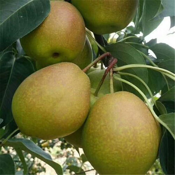 長期供應(yīng)梨樹苗基地秋月梨樹苗高產(chǎn)量梨樹品種
