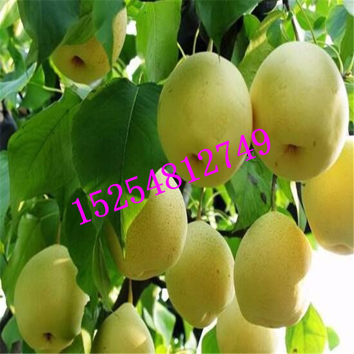 批發(fā)杜梨苗 梨樹(shù)實(shí)生苗 棠梨苗價(jià)格   品種梨樹(shù)苗