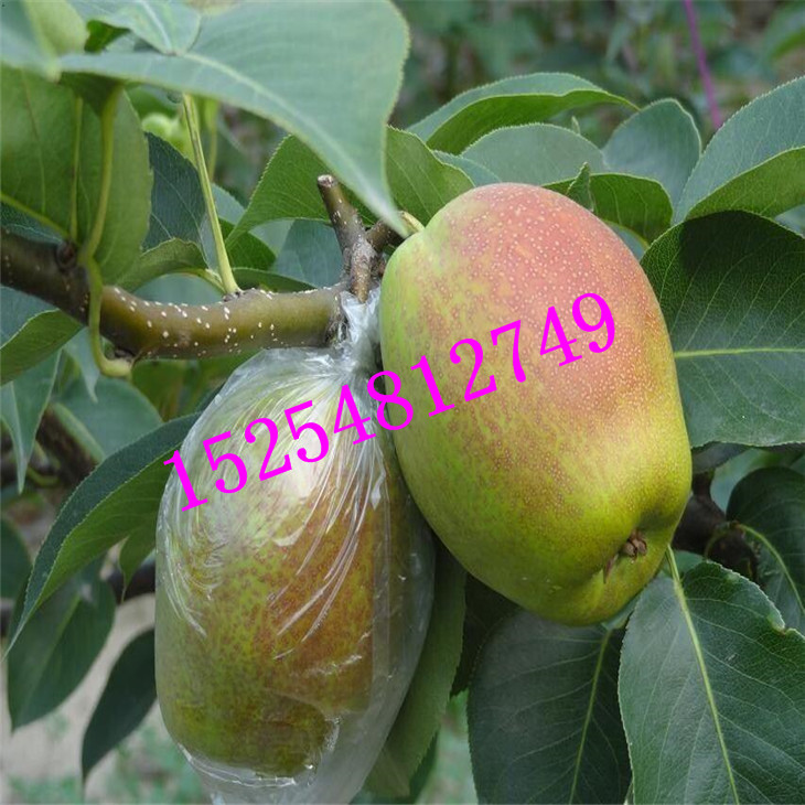 批發(fā)杜梨苗 梨樹(shù)實(shí)生苗 棠梨苗價(jià)格   品種梨樹(shù)苗