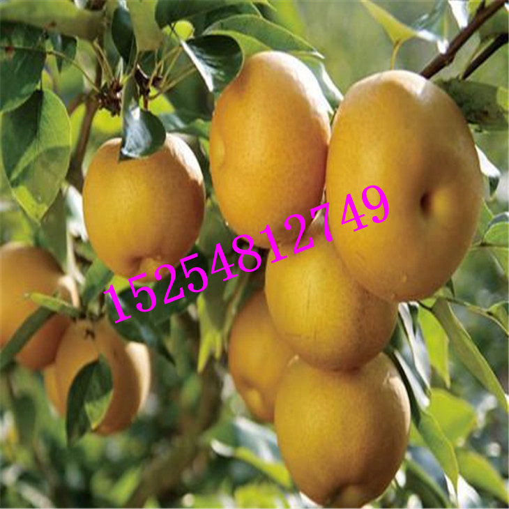 批發(fā)杜梨苗 梨樹(shù)實(shí)生苗 棠梨苗價(jià)格   品種梨樹(shù)苗