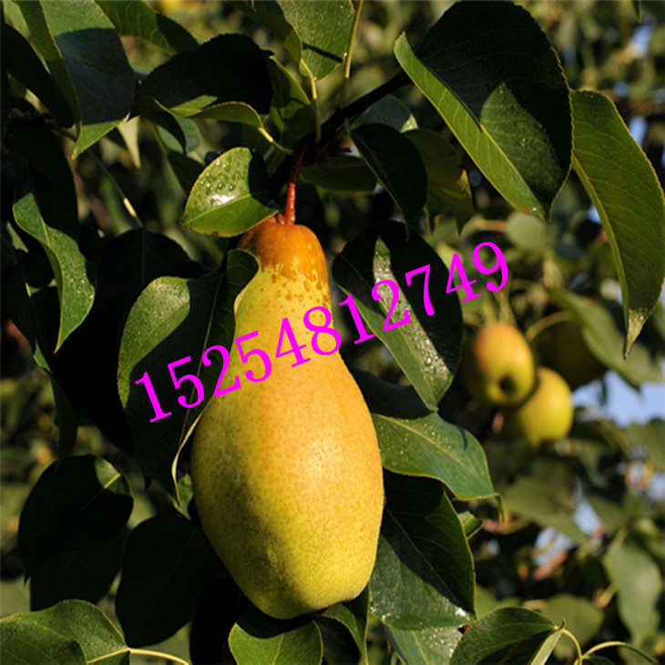 哪里有便宜的梨樹實生苗 批發(fā)杜梨苗   梨樹大苗當(dāng)年結(jié)果