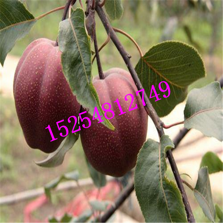 批發(fā)杜梨苗 梨樹(shù)實(shí)生苗 棠梨苗價(jià)格   品種梨樹(shù)苗