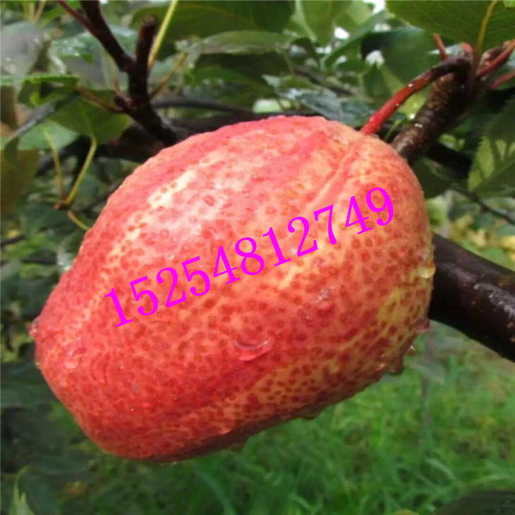 培育多品種梨樹苗 基地   高產(chǎn)量梨樹品種