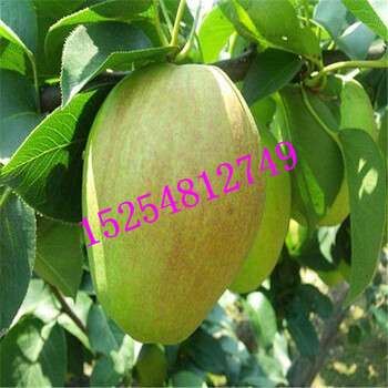 哪里有便宜的梨樹實生苗批發(fā)杜梨苗梨樹大苗當(dāng)年結(jié)果