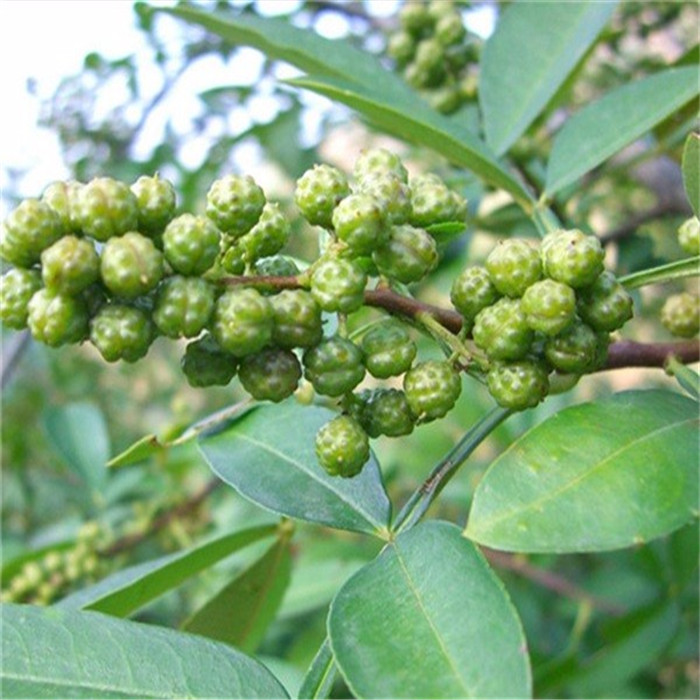 批發(fā)占地花椒樹苗 基地 大紅袍花椒苗   品種