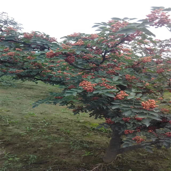 150亩花椒苗种植基地 多品种花椒小苗   绿篱苗规格