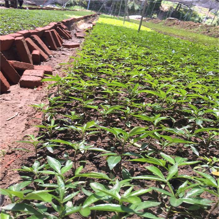 150亩花椒苗种植基地 多品种花椒小苗   绿篱苗规格