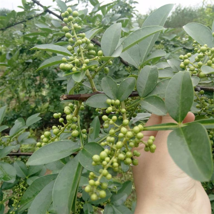 花椒小芽苗 九叶青 大红袍花椒苗   送种植技术光盘