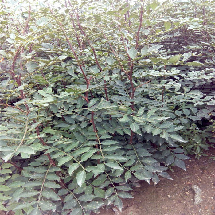 山東花椒苗基地 花椒苗   花椒苗
