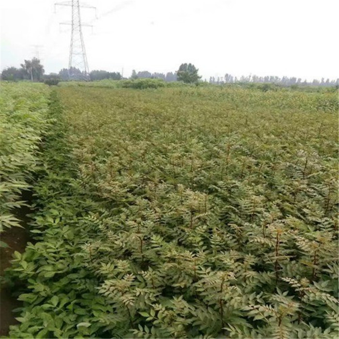 花椒小芽苗 九叶青 大红袍花椒苗   送种植技术光盘