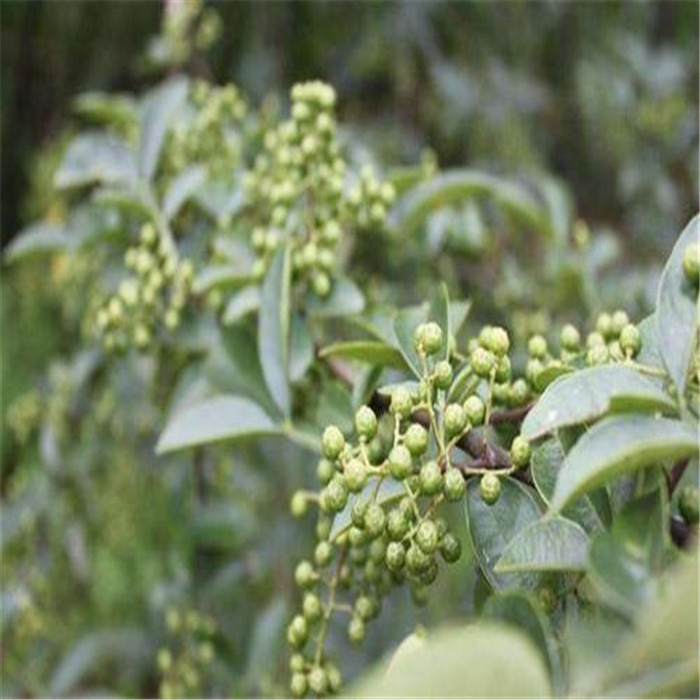 批發(fā)花椒苗 花椒芽苗 帶土發(fā)貨   籬笆果樹苗