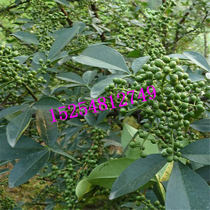 果樹苗 大紅袍花椒樹苗 花椒苗   現(xiàn)貨充足