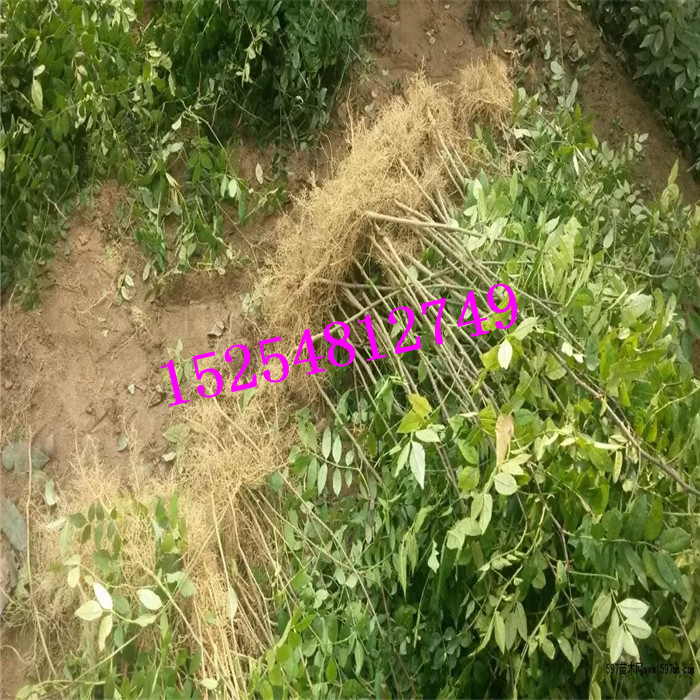 山東花椒苗基地 花椒苗   花椒苗