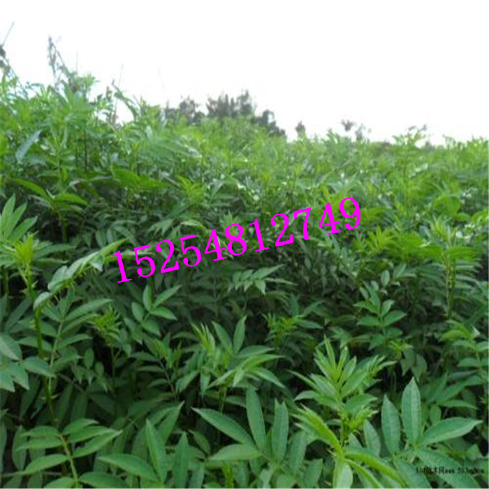 批發(fā)占地花椒樹苗 基地 大紅袍花椒苗   品種