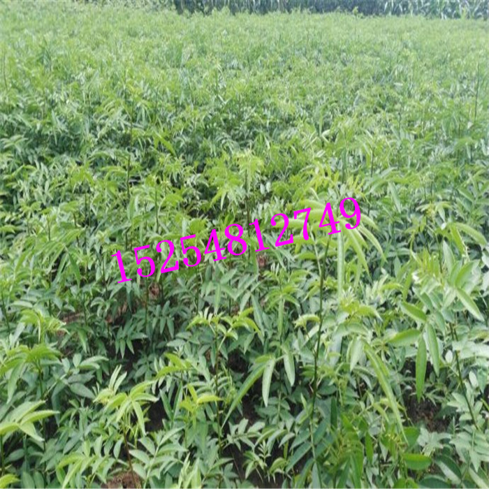 基地供應(yīng)花椒苗 大紅袍花椒   品種包成活
