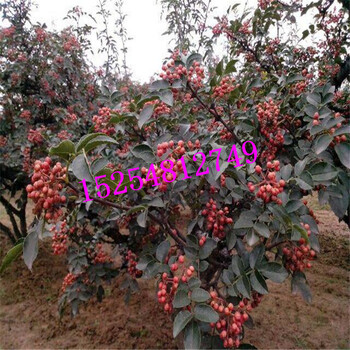 占地花椒苗大紅袍花椒苗價格批發(fā)花椒苗適合南北方種植