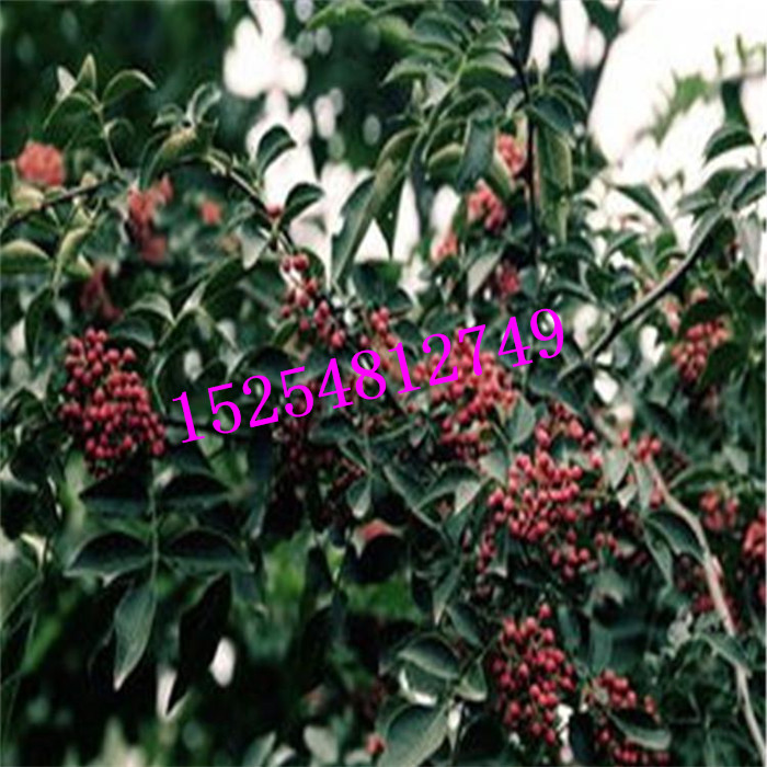 六盤水花椒小苗批發(fā) 花椒苗基地   