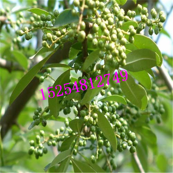 山東花椒苗種植基地 大紅袍花椒苗   成活率高