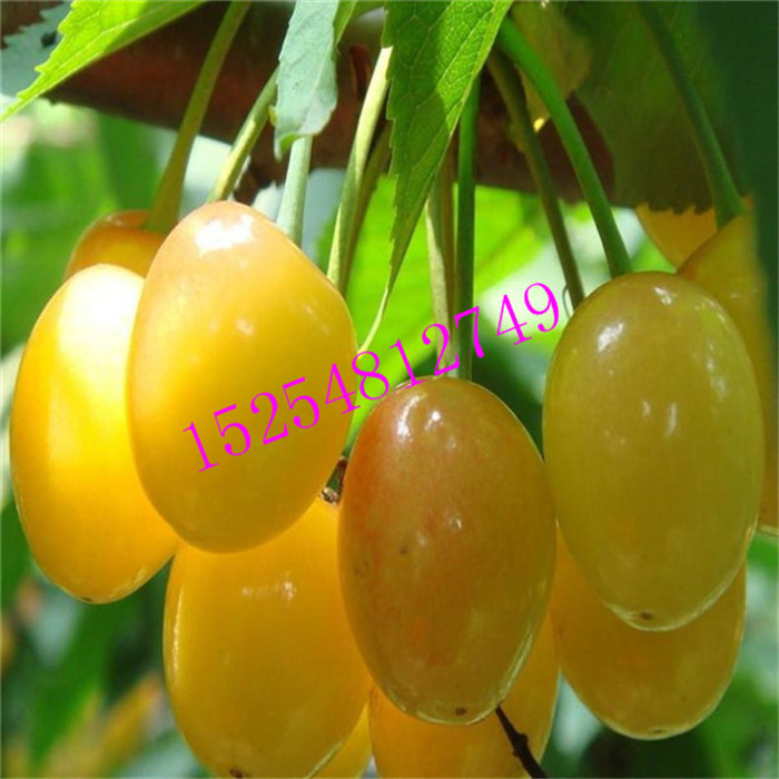 批發(fā)櫻桃實生苗 地徑0.5公分櫻桃實生苗基地   當(dāng)年結(jié)果