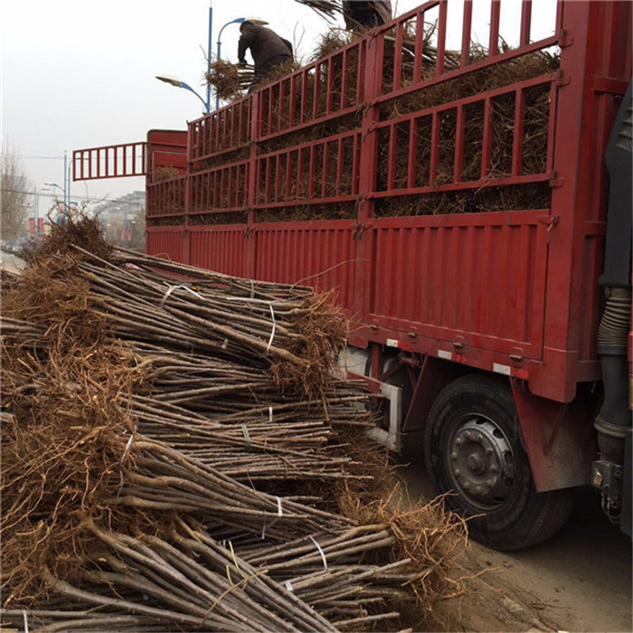 車?yán)遄用缍嗌馘X一棵  適合南北方種植