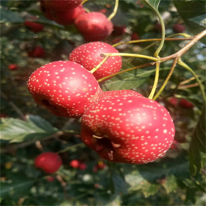 大棉球山楂苗一棵多少錢 大棉球山楂苗價(jià)格   包郵