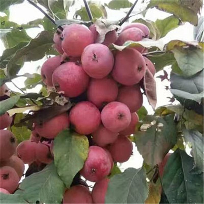 甜紅子山楂苗價(jià)格，  包郵