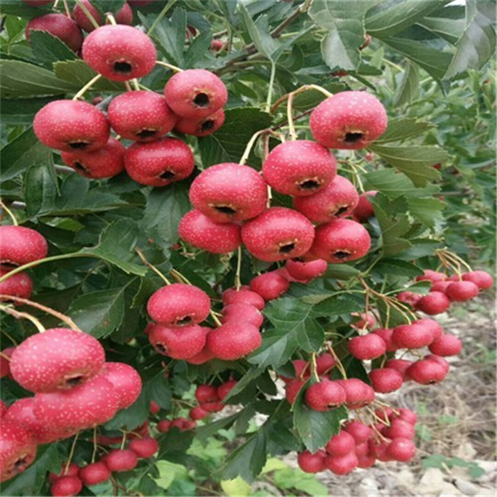 甜紅子山楂苗價(jià)格，  包郵