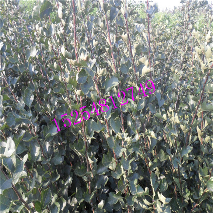 嫁接山楂樹苗，美國大山楂苗，大金星山楂苗，  當(dāng)年結(jié)果