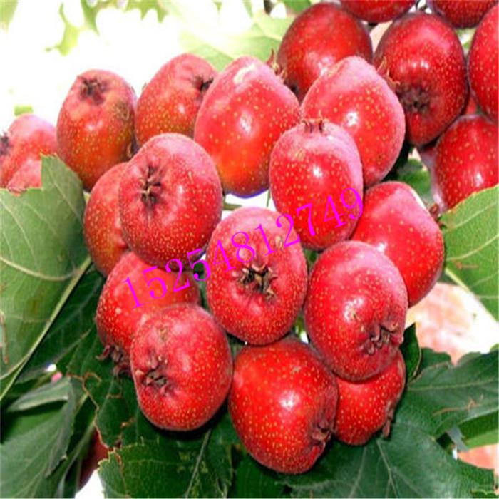 批發(fā)山楂樹苗，3-5公分嫁接山楂樹苗，  果樹苗