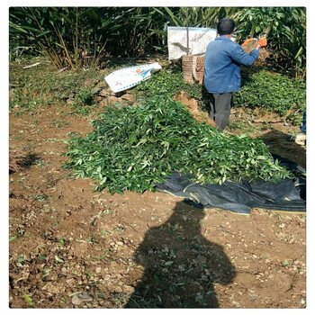内蒙古自治区基地出售1米高适合云南种植花椒苗大红袍花椒苗