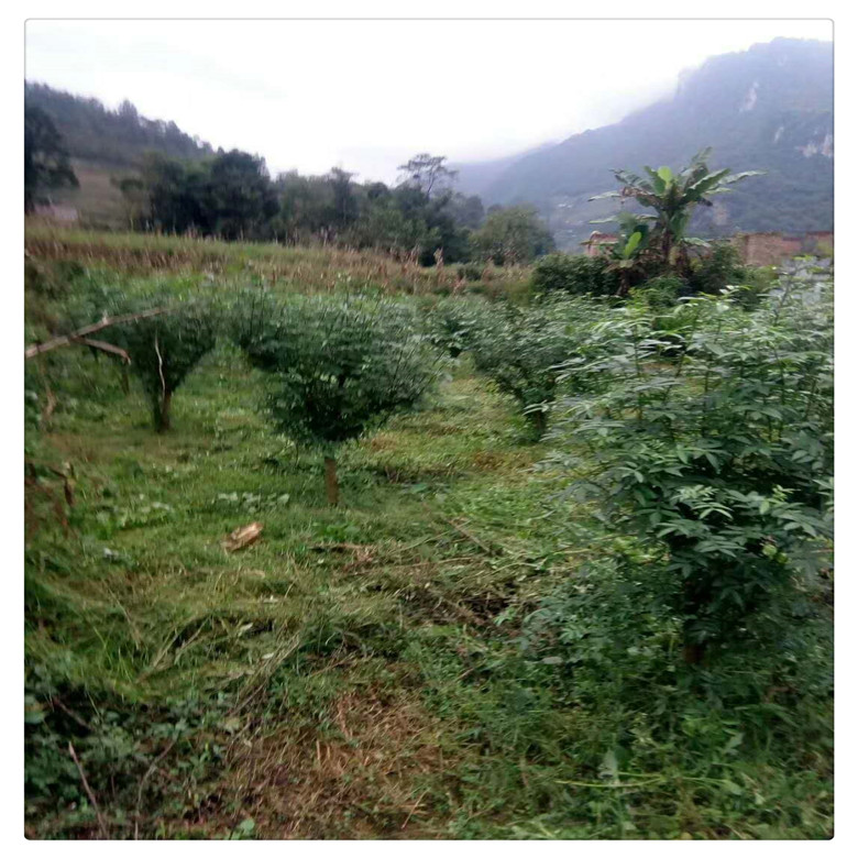 宁夏自治区  基地出售1米高适合云南种植花椒苗 大红袍花椒苗